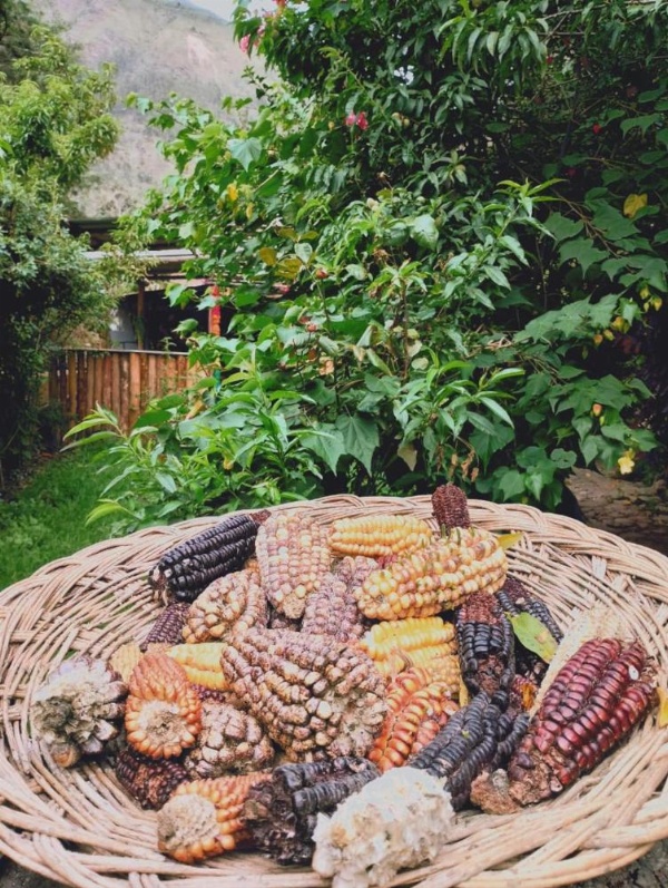 Hospedaje K'uchuwasi Backpacker image 17